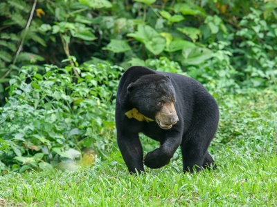 Sun bear