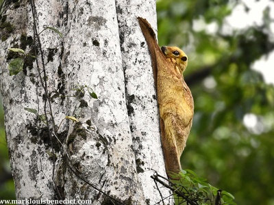 Sunda Colugo