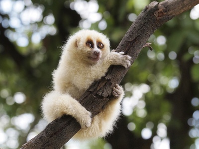 Sunda Slow Loris