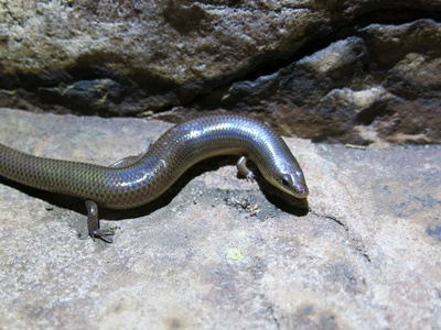 Sundevall's Writhing Skink