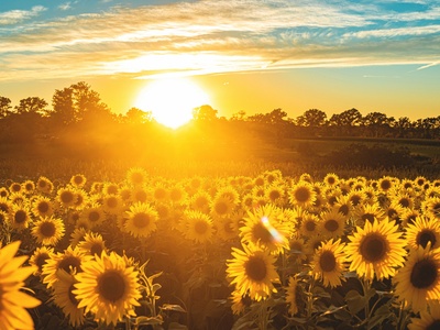 Sunflower