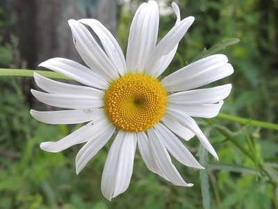 Sunflower daisy (Oxeye)
