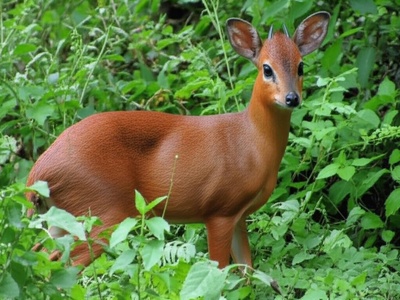 Suni
