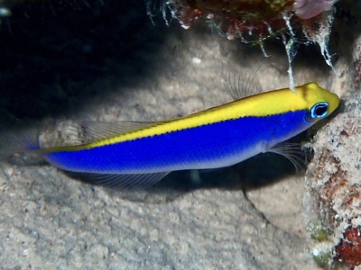 Sunrise Dottyback