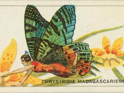 Sunset Moth