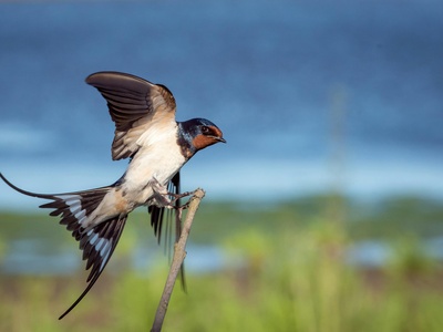 Swallow