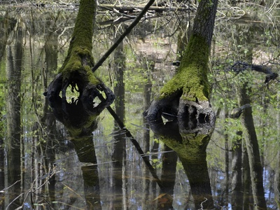 Swamp blackgum