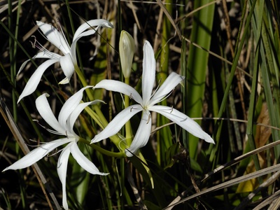 Swamp Crinum