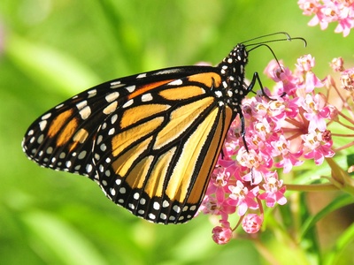 Swamp milkweed