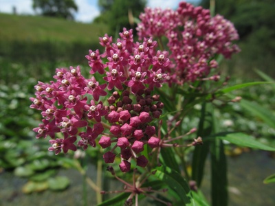 Swamp milkweed