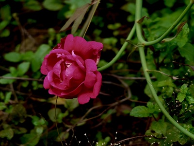 Swamp rose