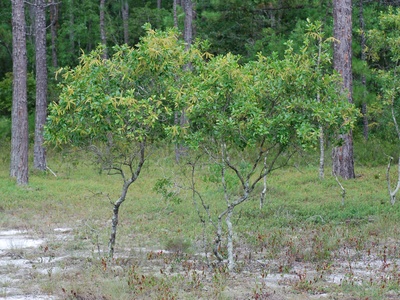 Swamp titi