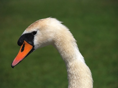 Swan