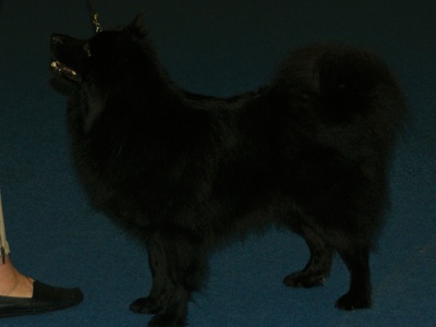 Swedish Lapphund