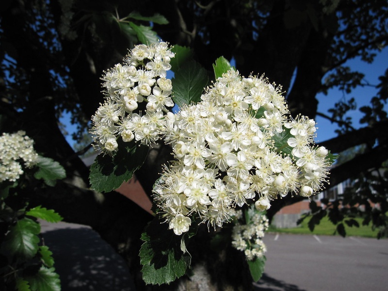 Trees of Denmark: The Complete List - Flora Fauna Fun