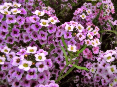 Sweet alyssum