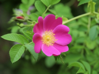 Sweet briar