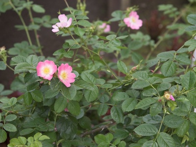 Sweet Briar Rose