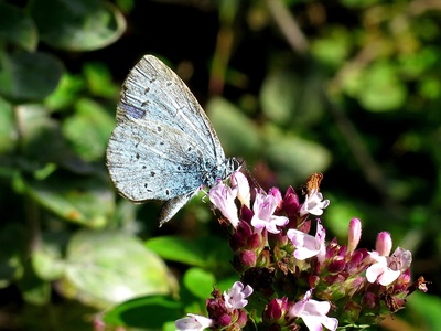 Sweet Marjoram