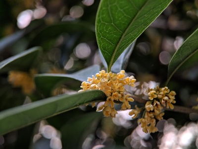 Sweet osmanthus