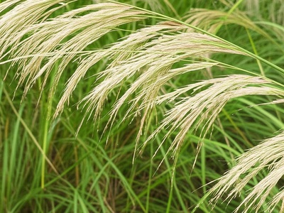 Sweet Tanglehead