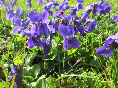 Sweet Violet