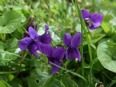 Sweet violet