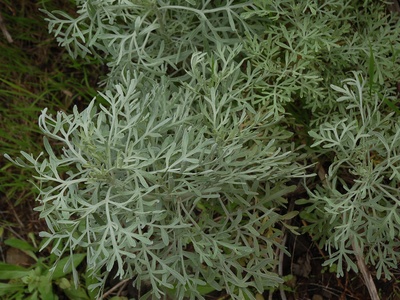 Sweet wormwood