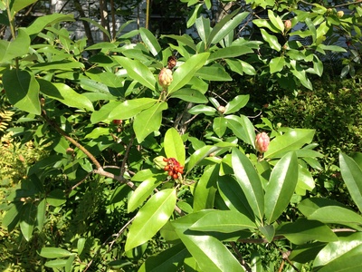 Sweetbay magnolia