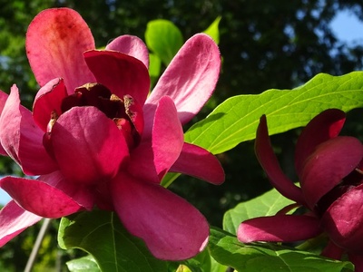 Sweetshrub