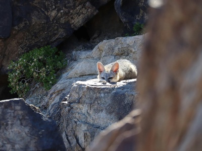 Swift Fox