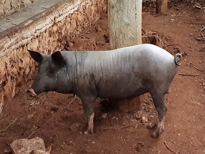 Swine
