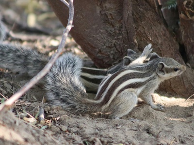 Swinhoe's Striped Squirrel