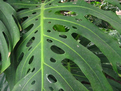 Swiss Cheese Vine