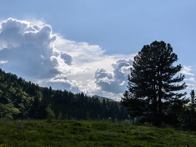 Swiss Pine