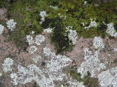 Swollen Tundra Moss