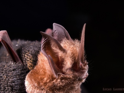 Sword-nosed Bat