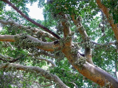 Sycamore Fig