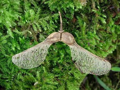 Sycamore Maple
