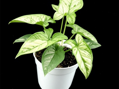 Syngonium 'Pixie'