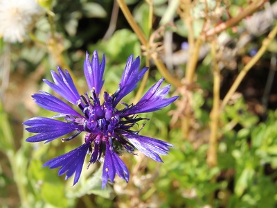 Syrian Cornflower-thistle