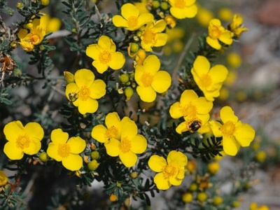 Syrian Sunrose