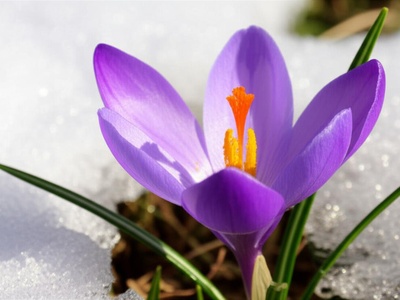Szovits's Crocus