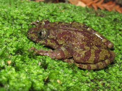 Table Mountain Ghost Frog