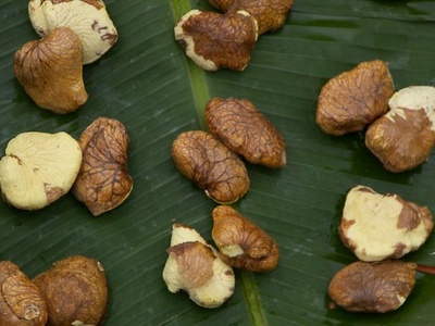 Tahitian chestnut