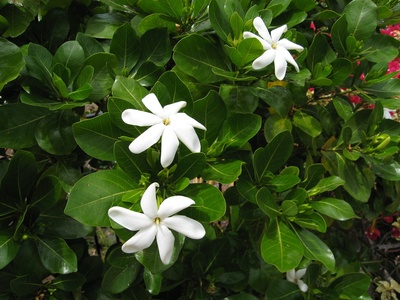 Tahitian gardenia