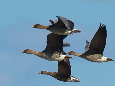 Taiga Bean Goose