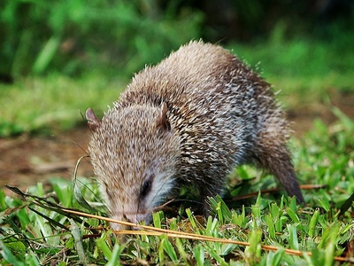 Tailless Tenrec