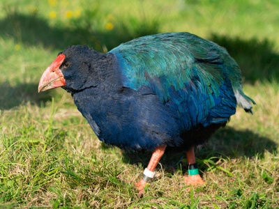 Takahe