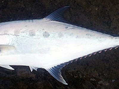 Talang Queenfish